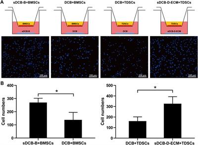 Segmentally Demineralized Cortical Bone With Stem Cell-Derived Matrix Promotes Proliferation, Migration and Differentiation of Stem Cells in vitro